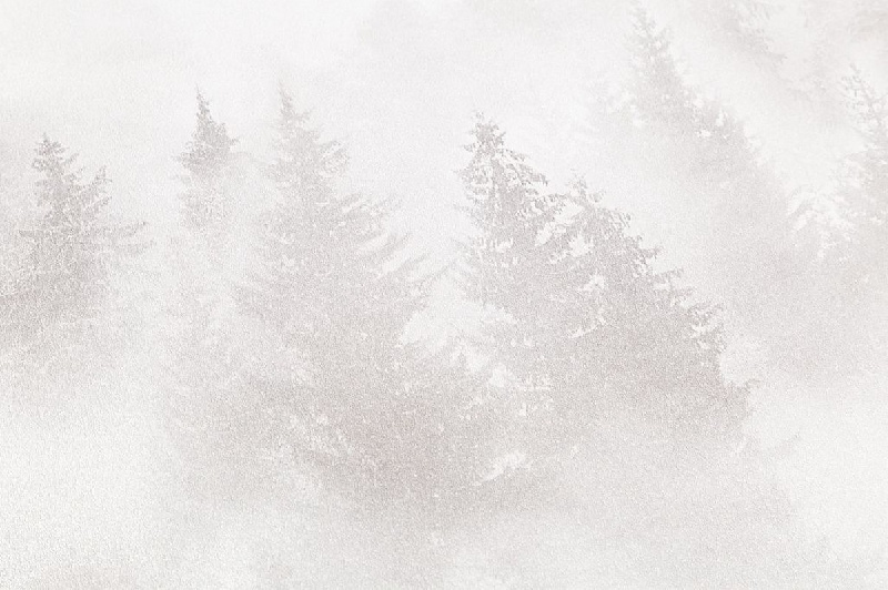 Обои HC71960-21 Palitra Home Color Мой Лес Palitra Home Color коллекция Мой Лес производства РОССИЯ в интернет-магазине Обоитрейд