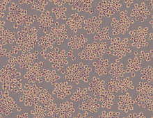 Обои Q3 010 Loymina Sialia