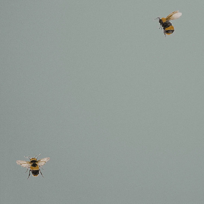 Обои 54419-7 Andrea Rossi Cavolli Andrea Rossi коллекция Cavolli производства Италия в интернет-магазине Обоитрейд