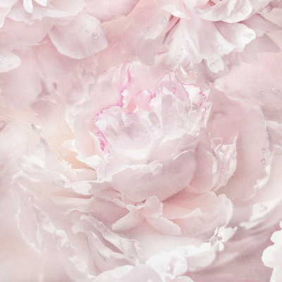 Обои HC71995-51 Palitra Home Color Пионы