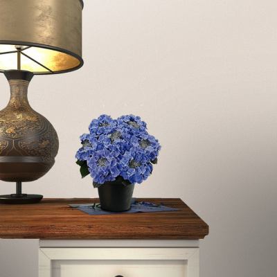 Обои E201005 Solo Фиджи