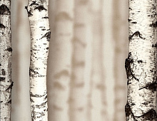 Обои 54198-2 Andrea Rossi Sicily