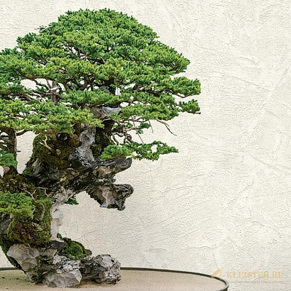 Обои 72965 Decori & Decori Zen Decori & Decori коллекция Zen производства Италия в интернет-магазине Обоитрейд