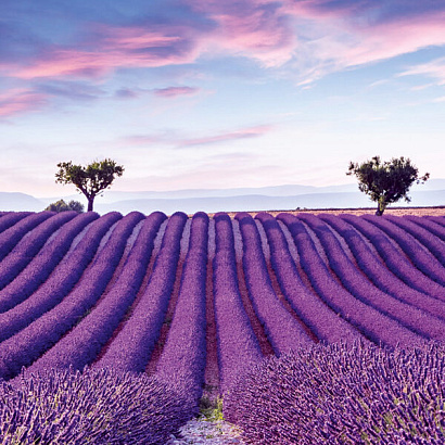 Обои 35643 Marburg Gloockler Pompoos Provence Marburg коллекция Gloockler Pompoos Provence производства Германия в интернет-магазине Обоитрейд