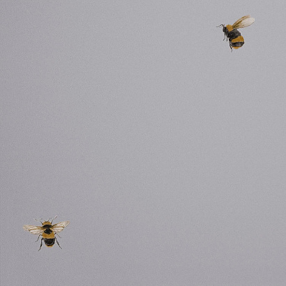 Обои 54419-6 Andrea Rossi Cavolli Andrea Rossi коллекция Cavolli производства Италия в интернет-магазине Обоитрейд