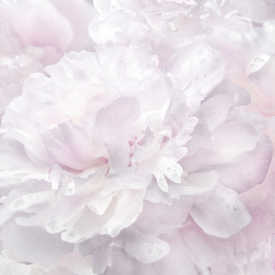 Обои HC71995-15 Palitra Home Color Пионы