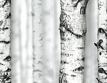 Обои 54198-1 Andrea Rossi Sicily