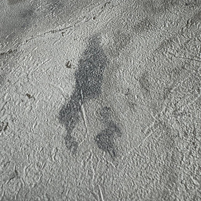 Обои 514636 Rasch Symphony Rasch коллекция Symphony производства Германия в интернет-магазине Обоитрейд