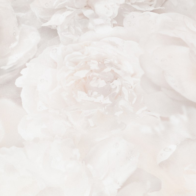 Обои HC71995-12 Palitra Home Color Пионы