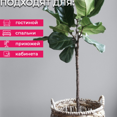 Обои E201808 Solo Ива
