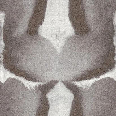 Обои 423006 Rasch African Queen Rasch коллекция African Queen производства Германия в интернет-магазине Обоитрейд