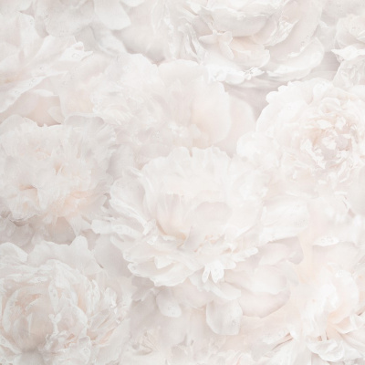 Обои HC71995-12 Palitra Home Color Пионы