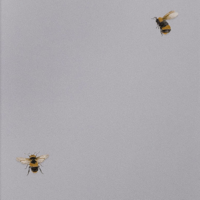 Обои 54419-3 Andrea Rossi Cavolli