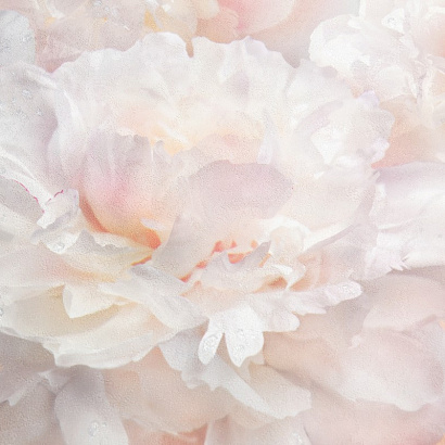 Обои HC71995-25 Home color Pions Home color коллекция Pions производства РОССИЯ в интернет-магазине Обоитрейд